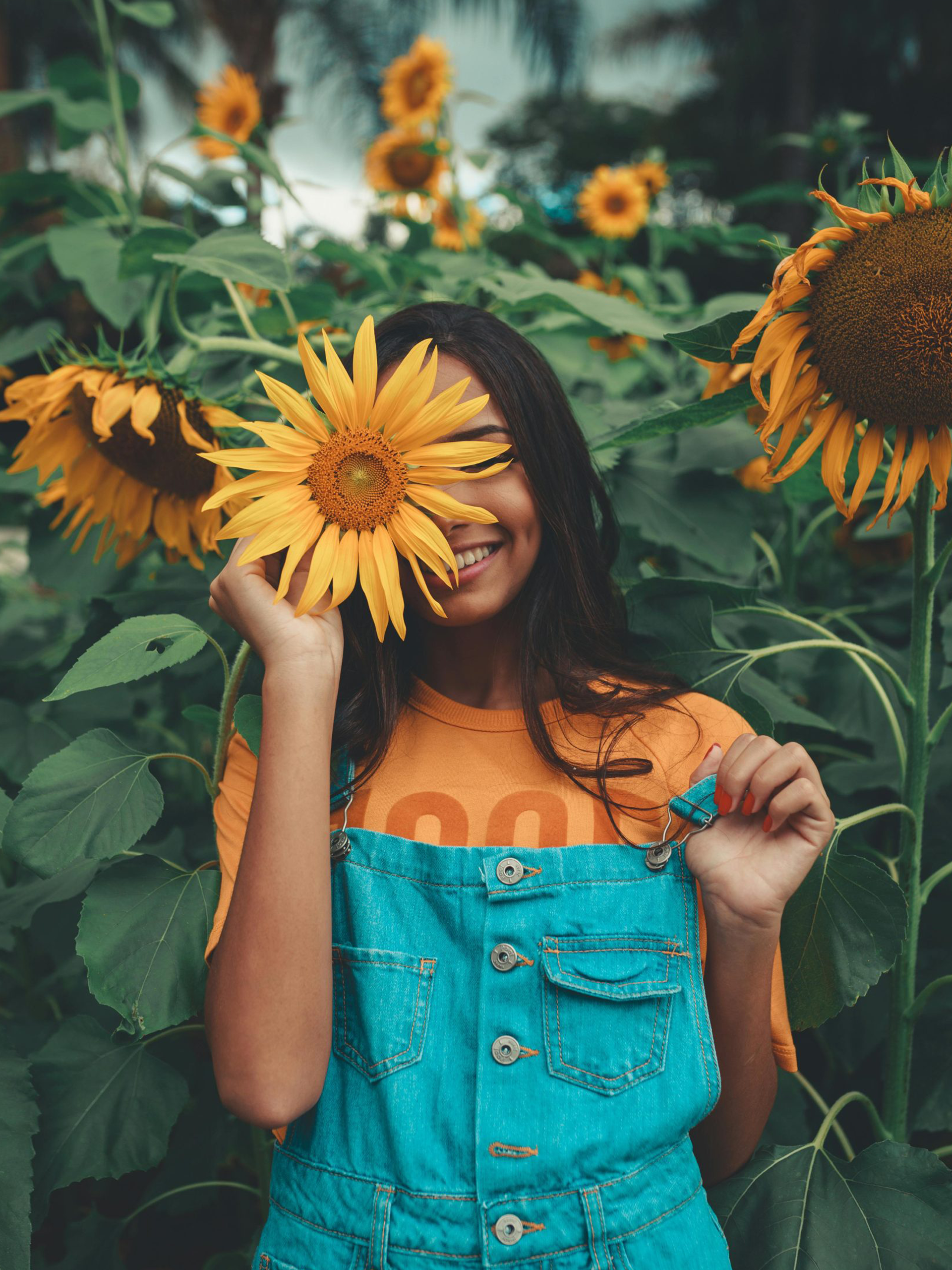 Sunflower